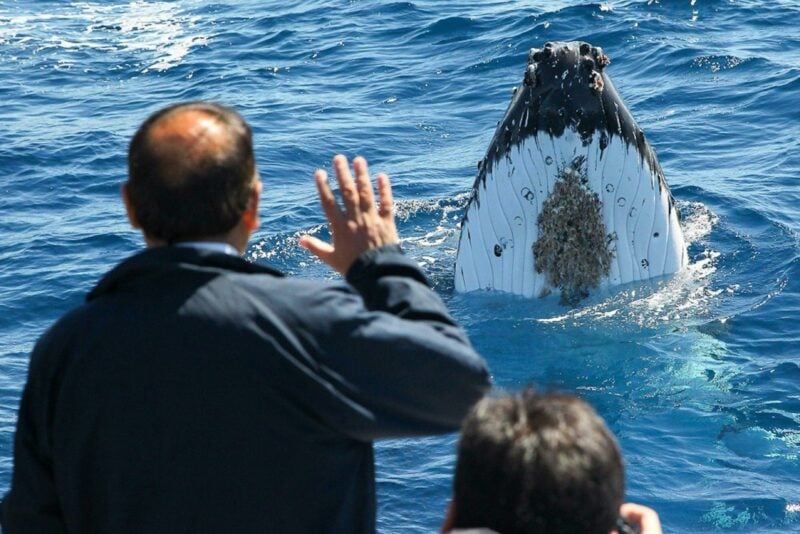 Bass & Flinders Cruises