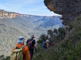 Wollemi Wanders bushwalk hike