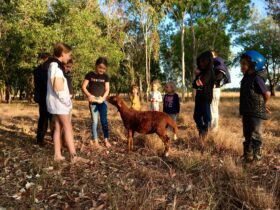 Kids feeding a bottle lamb