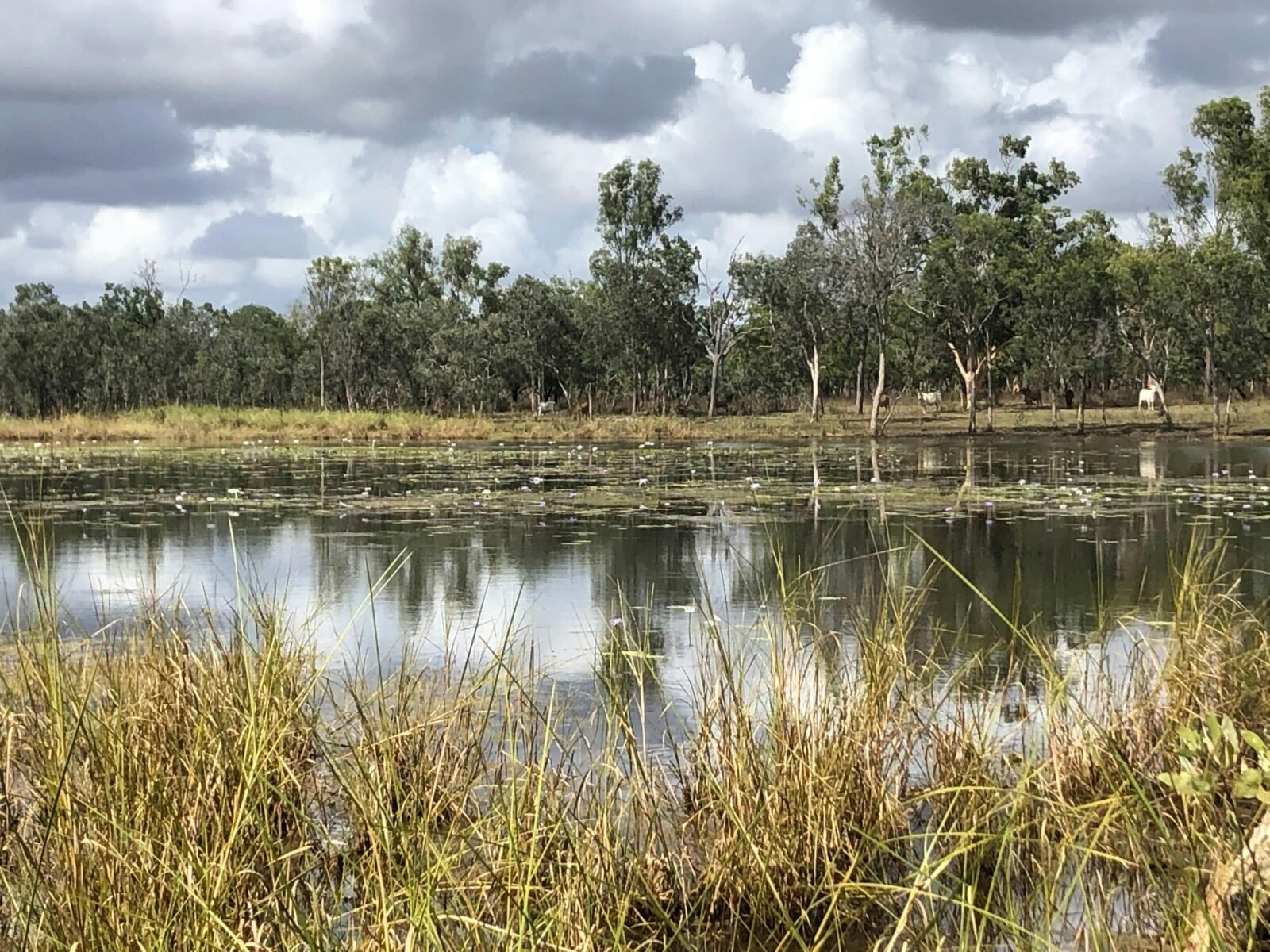 Cattle & Buffalo grazing along the swamp at Mainoru Station