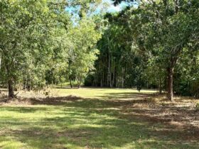 Enough shade under the trees and open space for cars and caravan