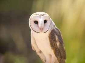 Owl