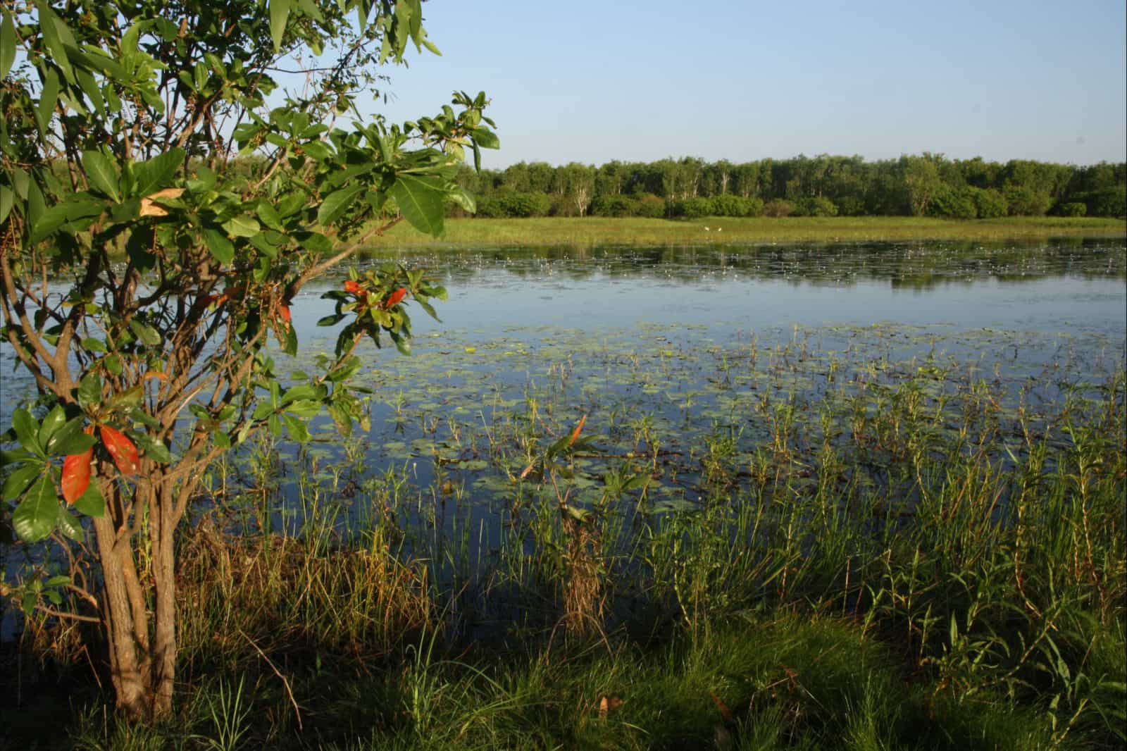Bubba wetlands walk