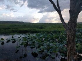 Fogg Dam