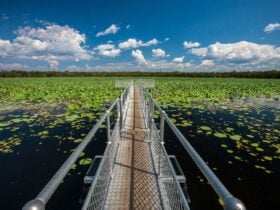 Boardwalk over wetland with lily pads stretching under blue sky with scattered clouds.