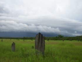 Magnetic Termites under a wet season sky.