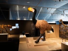 Megafauna Central Alice Springs