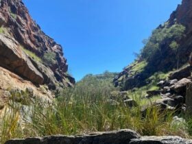 Wallaby Gap_Larapinta Trail