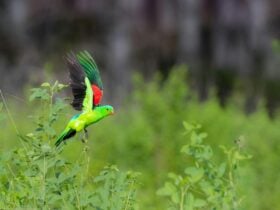 A vibrant green bird with red wings in flight amongst green grass.