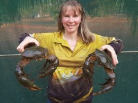 Photo Leaders Creek Mud Crabs