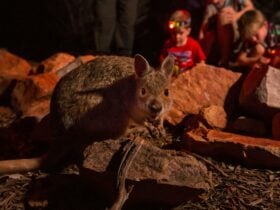 Spectacled hare-wallaby up close