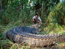Australian Wild Tours