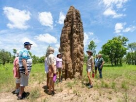 Autopia Tours Cathedral Termite Mounts in Litchfield