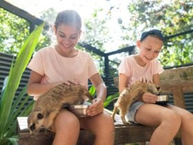 Meerkat Encounter