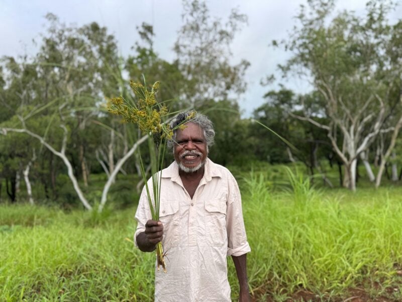 Manuel Pamkal holding Djarlk grass for making paintbrushes.