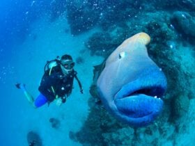 Dive the World!
