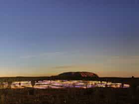 Field of Light Uluru