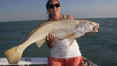 Fish Darwin, Darwin Area, Northern Territory, Australia