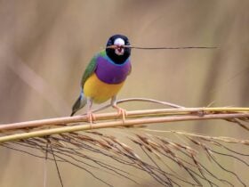 Gouldian Finch, Chloebia gouldiae, a rare bird at Lee Point, near Darwin, Northern Territory