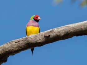 Gouldian Finch Bird Photography Tour