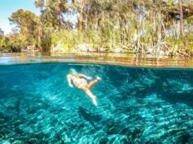 bitter springs