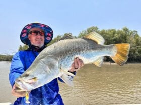 Barramundi