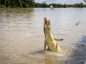 Jumping Croc