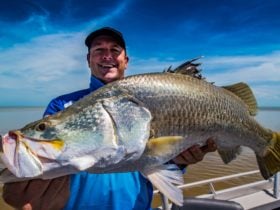 Barramundi Fishing