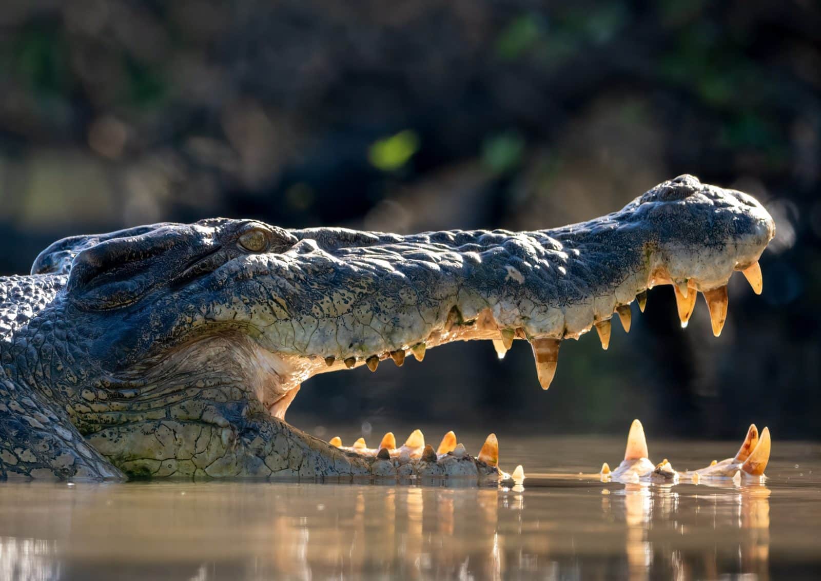 as seen from boat on a WILDFOTO nature tour