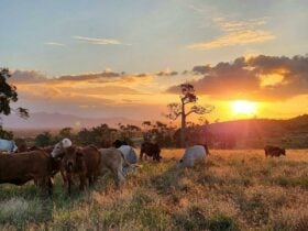 Take a Chuckwagon ride over the farm for sunset