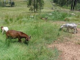 Arthur Creek Farm