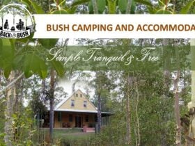 Back to the Bush