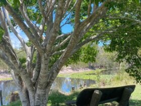 Baffle Creek Goat Park