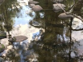Bellbird Lodge
