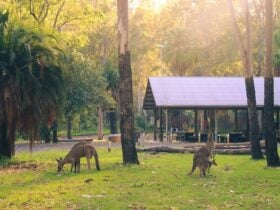 Sunrise at Breeze Carnaron, kangaroos enjoying a morning feed.