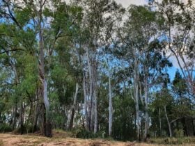 Bush settings along Charleys Creek