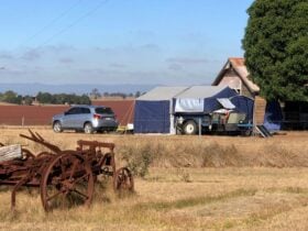 Bunya Red Farm
