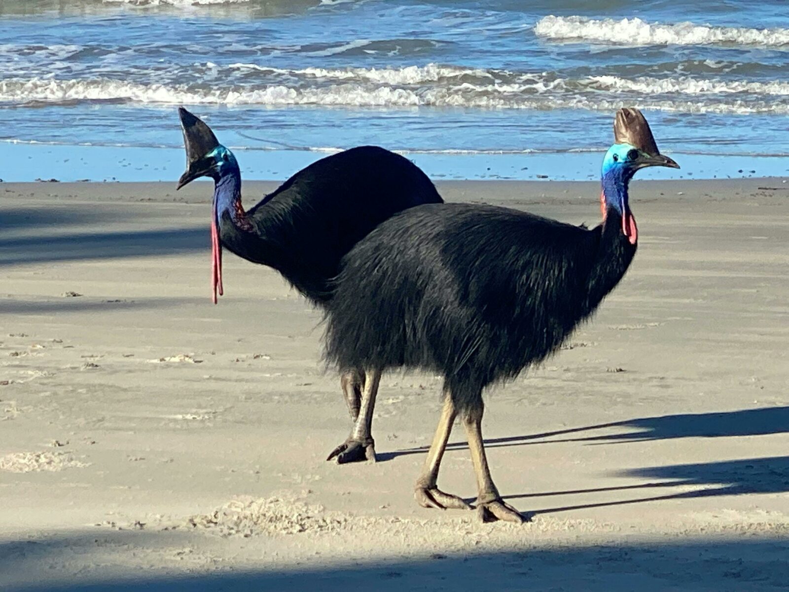 cassowaries walking on the beach