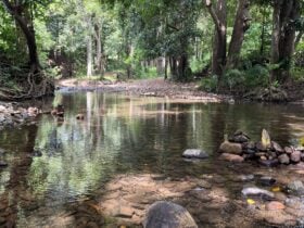 Cattle Camp, Sarina, QLD