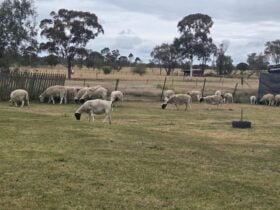 Chookhouse Farmstay Vale View