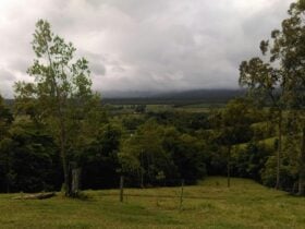 CLICK TO VIEW GALLERY