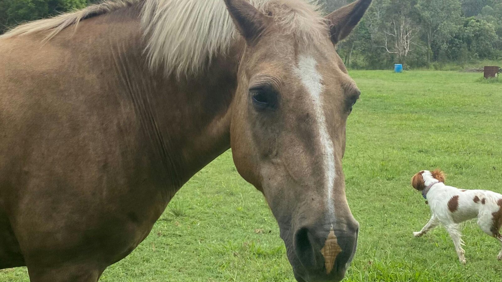 Clyde our resident horse and my dog Sebastian