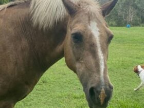 Clyde our resident horse and my dog Sebastian