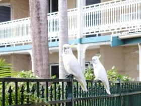 Wildlife