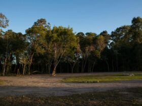 Conservation Camping at Maroochy