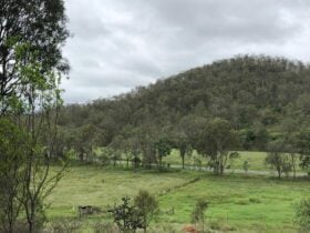 Deacin Camp