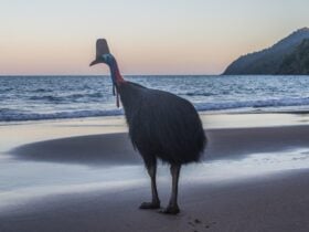 Cassowary in the beach
