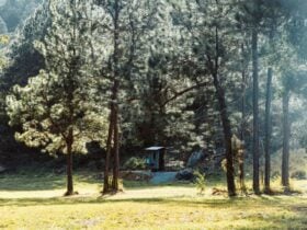 Eungella-creek-nature-stay