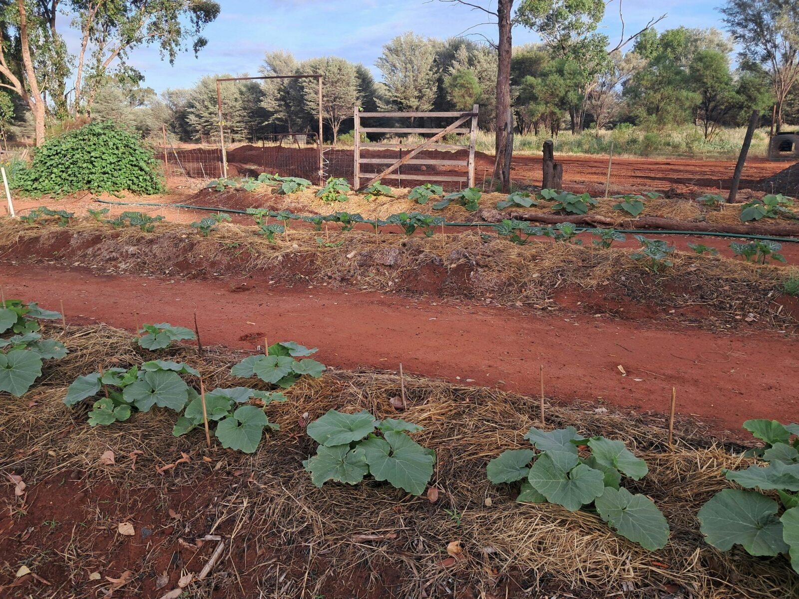 Community vegetable garden
