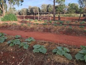 Community vegetable garden